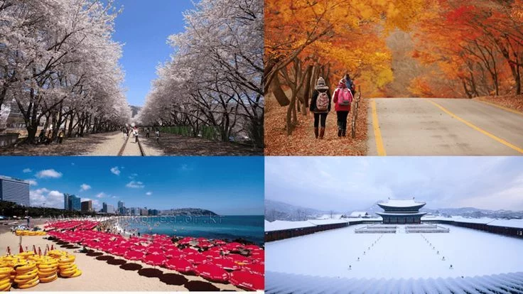 Korea Weather: A Seasonal Guide for Foreigners