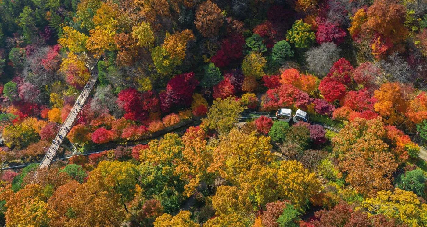 Aerial view of a forest in full autumn colour