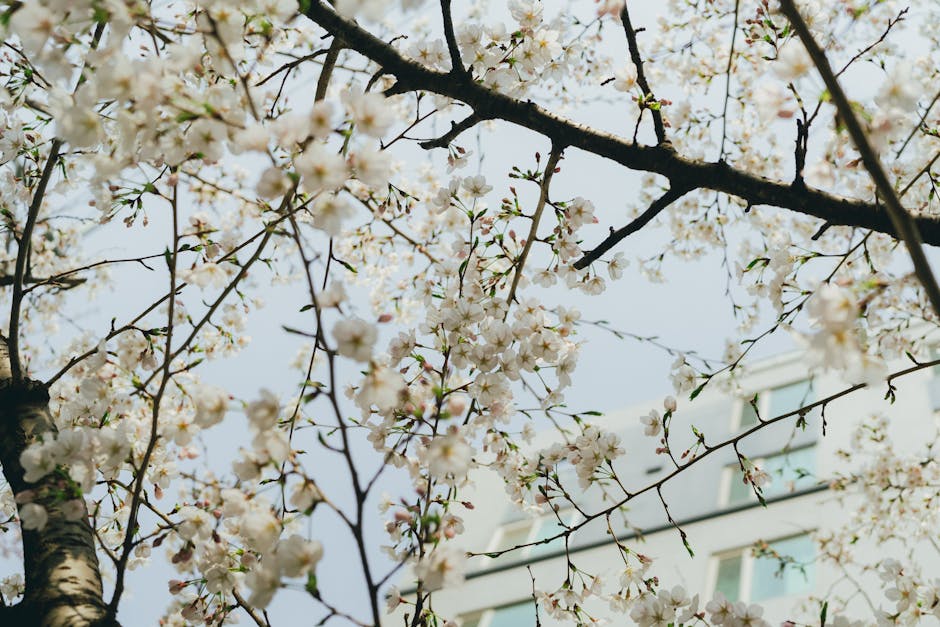 best cherry blossom spots Korea Jinhae festival