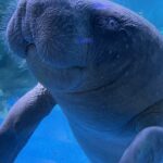 COEX Aquarium Seoul African manatee — Gangnam COEX Aquarium exhibit