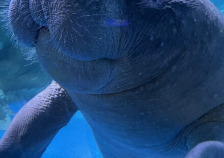 COEX Aquarium Seoul African manatee — Gangnam COEX Aquarium exhibit
