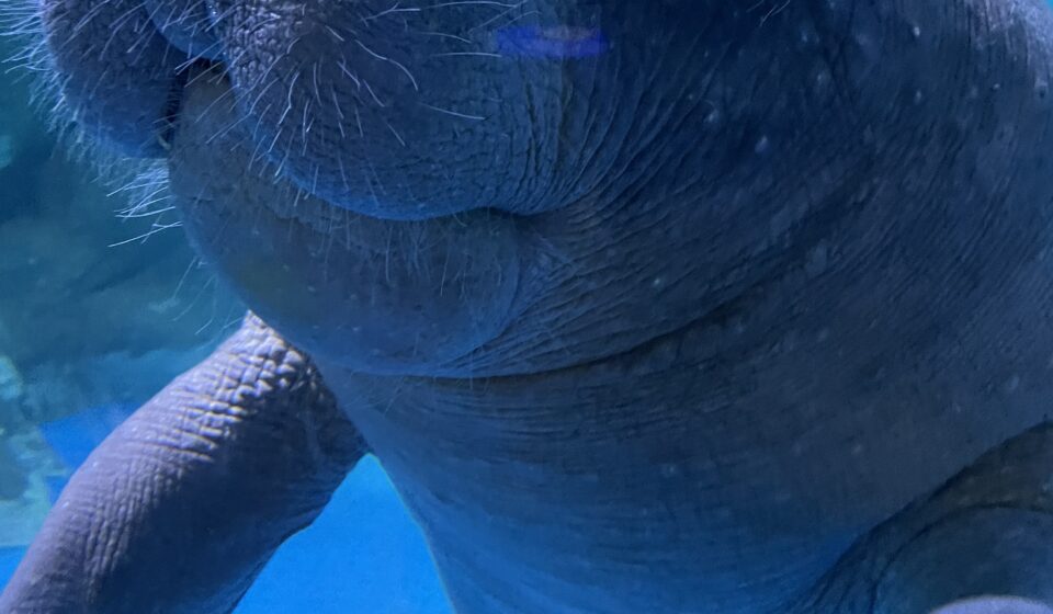COEX Aquarium Seoul African manatee — Gangnam COEX Aquarium exhibit