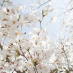 Jinhae cherry blossom festival itinerary guide