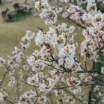 Korea winter snow travel scenery at Daegwallyeong snowy landscape