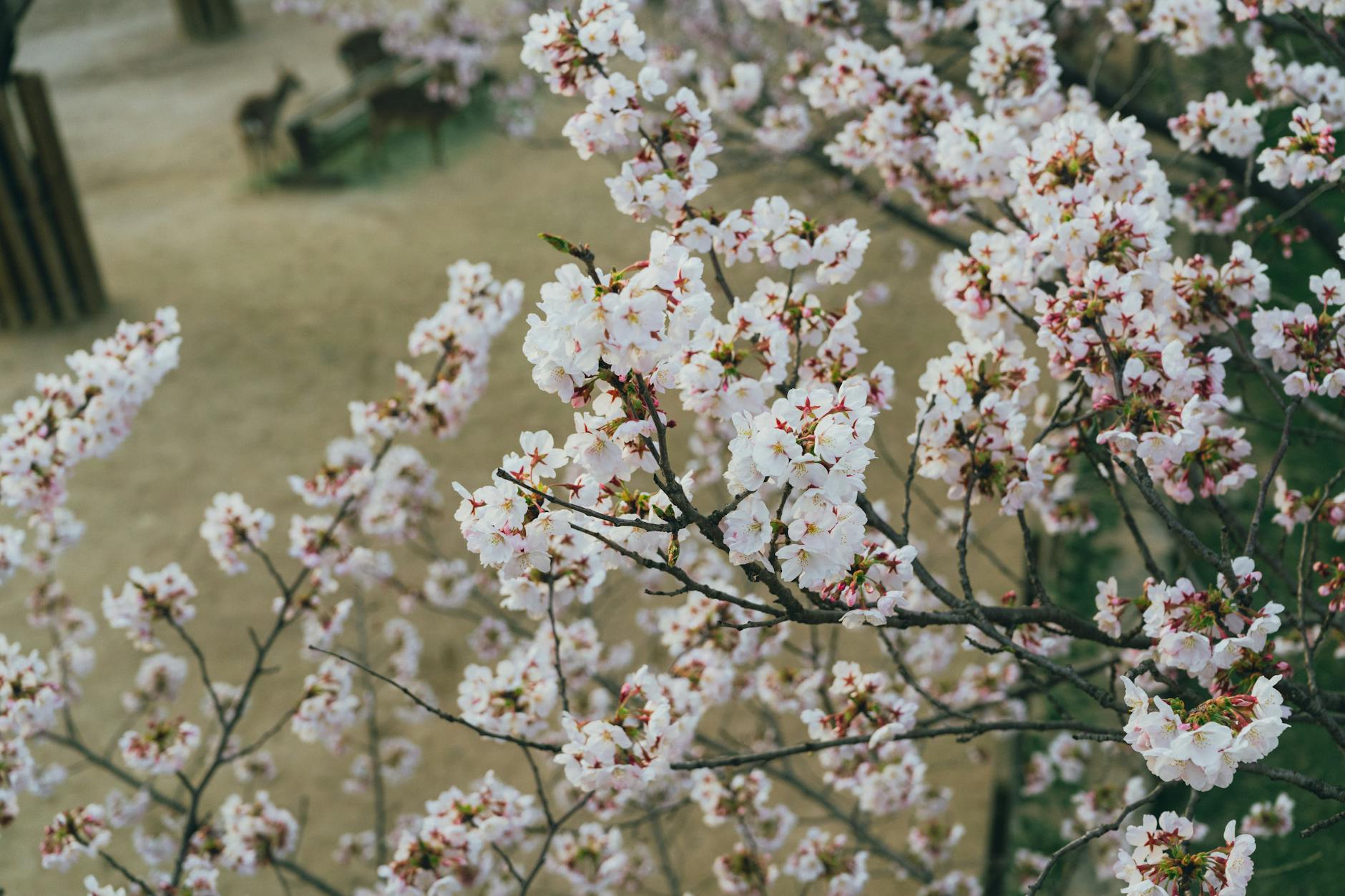 Korea winter snow travel scenery at Daegwallyeong snowy landscape
