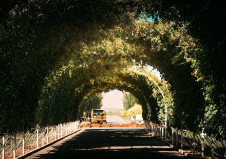 Namhae spring travel cherry blossom tunnel drive near Namhae Bridge
