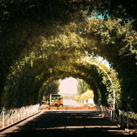 Namhae spring travel cherry blossom tunnel drive near Namhae Bridge