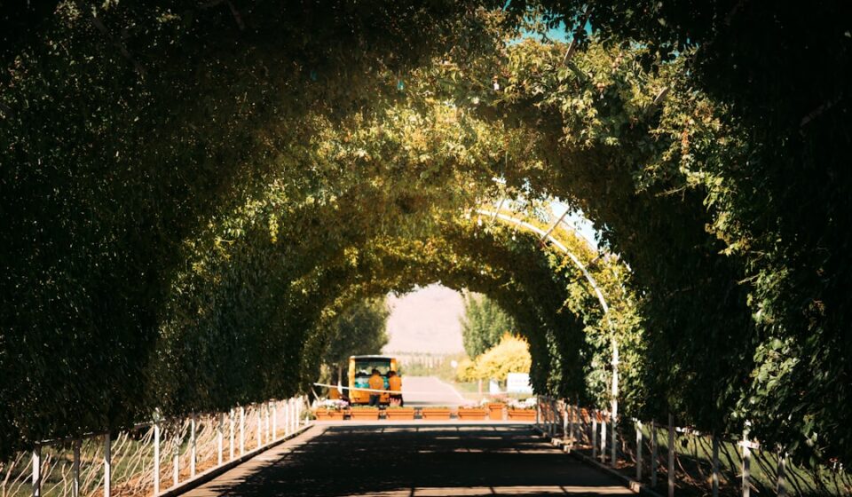 Namhae spring travel cherry blossom tunnel drive near Namhae Bridge