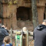 Seoul Zoo Comparison - family watching lions at zoo