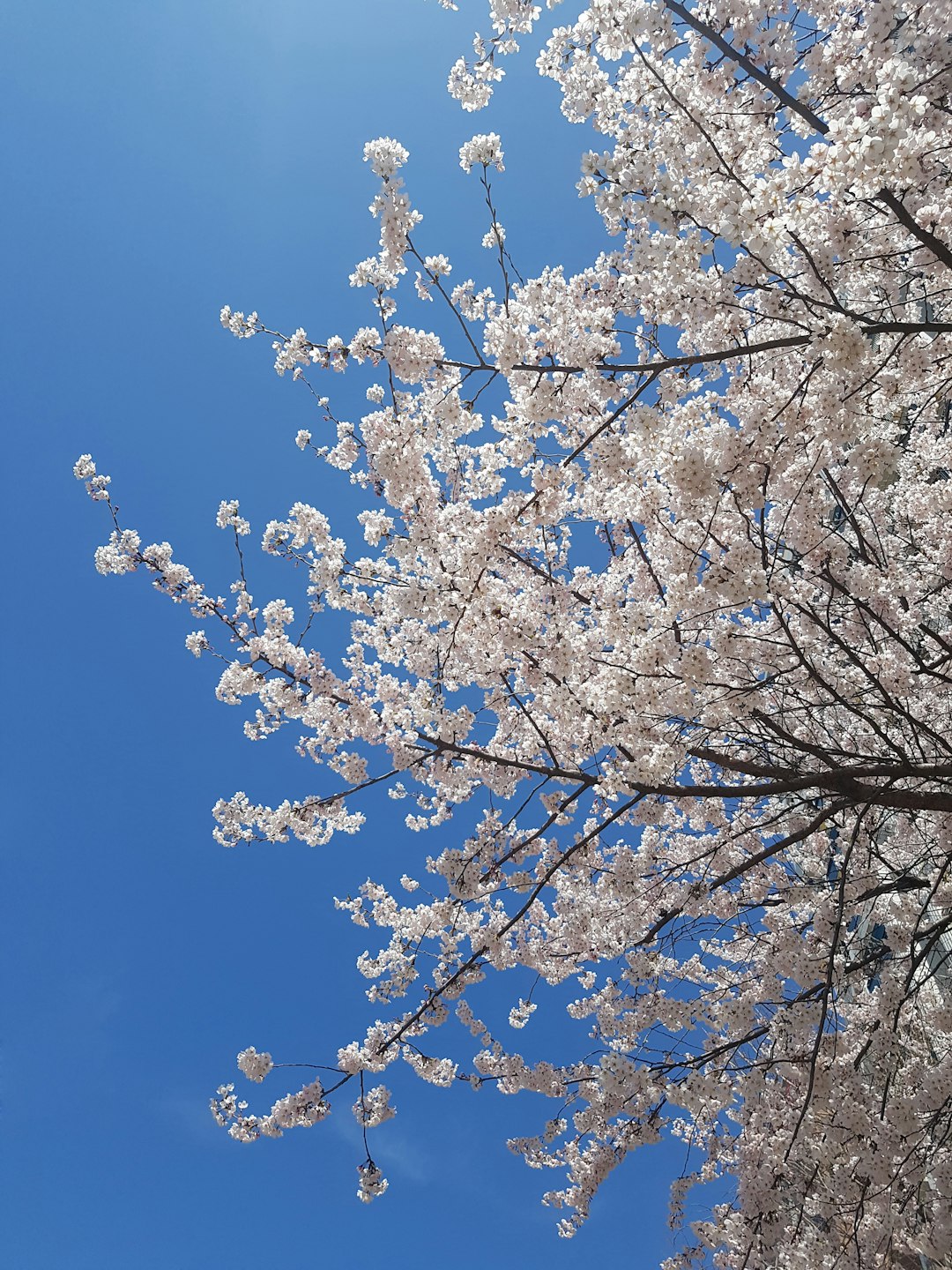 best cherry blossom spots Korea spring scenery