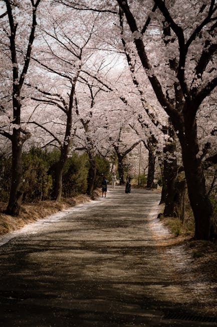best cherry blossom spots Korea Gyeongju walkway