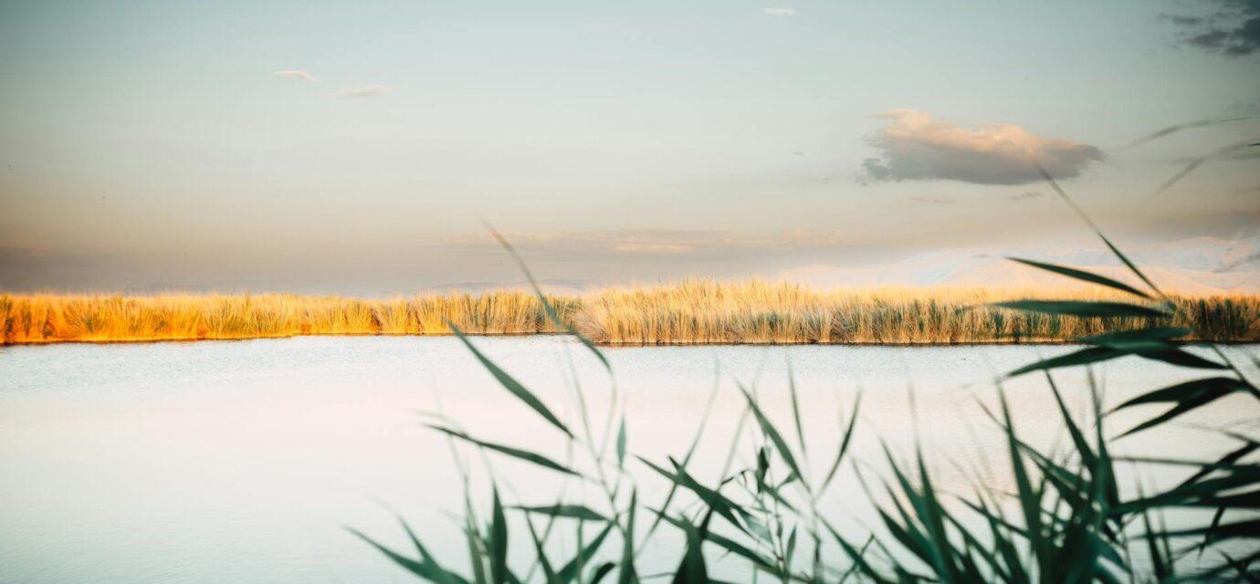 Suncheon autumn reed sunset — golden reed field at Suncheonman Wetland during sunset