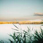 Suncheon autumn reed sunset — golden reed field at Suncheonman Wetland during sunset