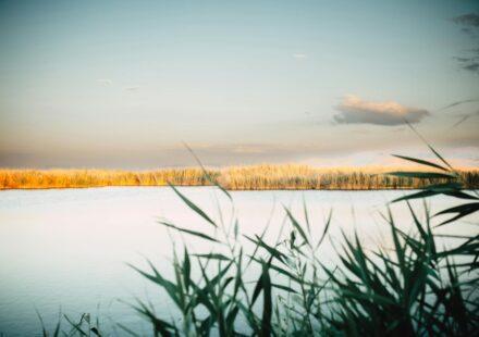 Suncheon autumn reed sunset — golden reed field at Suncheonman Wetland during sunset