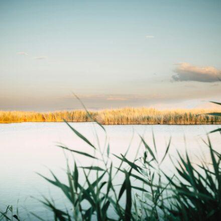 Suncheon autumn reed sunset — golden reed field at Suncheonman Wetland during sunset