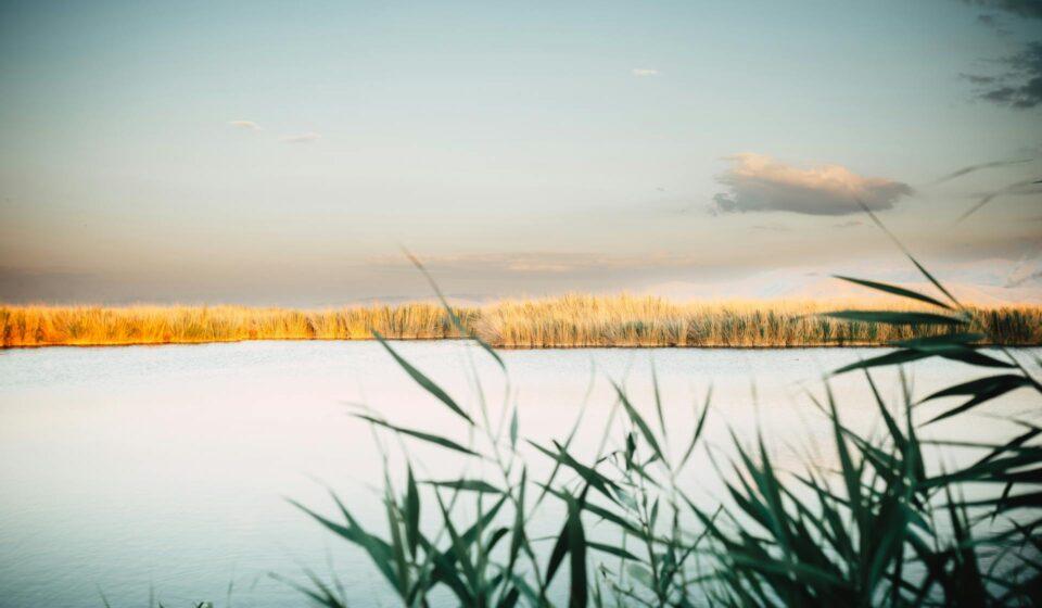 Suncheon autumn reed sunset — golden reed field at Suncheonman Wetland during sunset