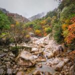 Gangwon Autumn Foliage Road — red maple landscape across Gangwon mountains