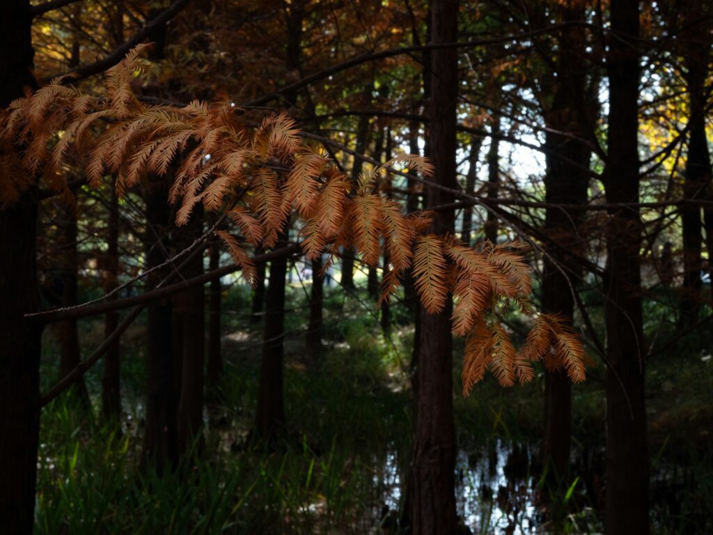 Goyang Ilsan Lake Park — metasequoia tree-lined walking trail