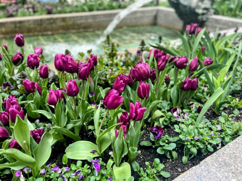 Goyang Ilsan Lake Park — spring tulip garden in bloom