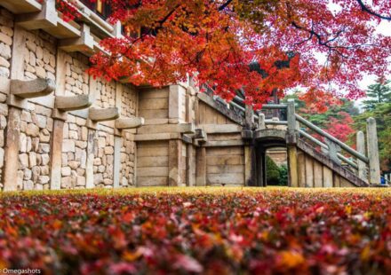 Gyeongju autumn foliage at Bulguksa temple with maple leaves in fall — UNESCO World Heritage Site