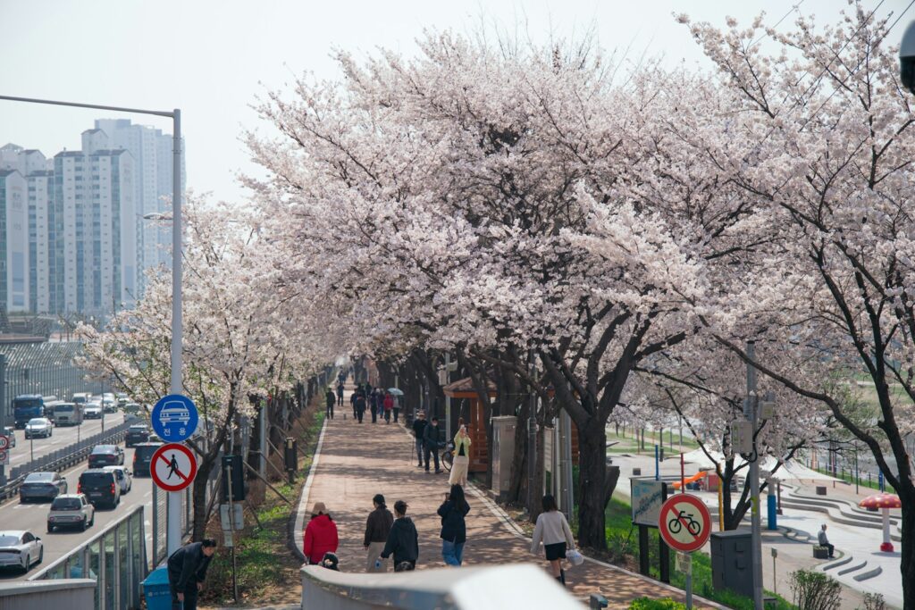 Korea four seasons travel spring — cherry blossom tunnel at Jinhae festival