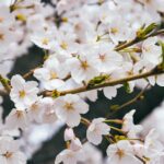 Korea spring flower festival — featured collage of lanterns, tulips, azaleas