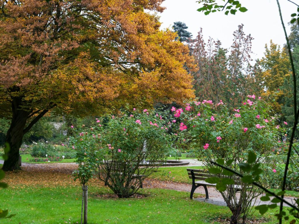 Pohang Yeongildae night walk — rose garden area