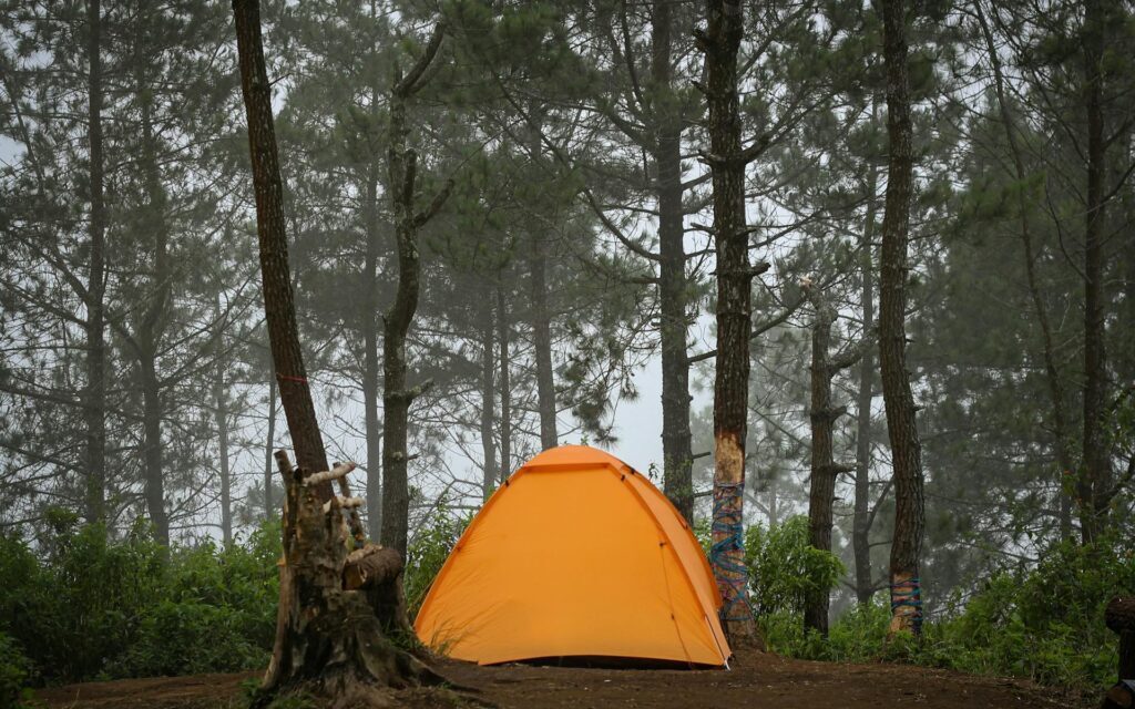 Summer camping glamping Korea — forest tent campsite