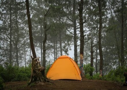 Summer camping glamping Korea — forest tent campsite