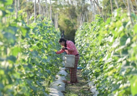 Rural volunteer experience in Korea — helping with a farm harvest