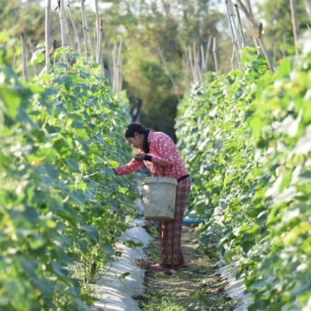 Rural volunteer experience in Korea — helping with a farm harvest