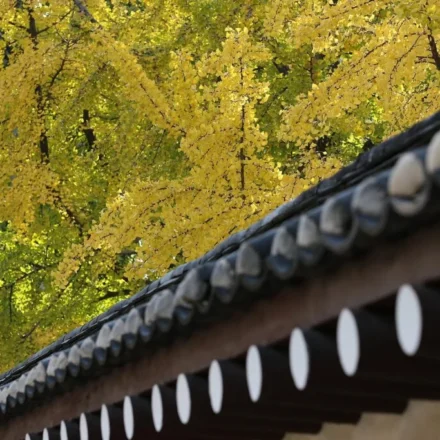 Seoul autumn foliage spots — vivid fall colors at a Seoul landmark