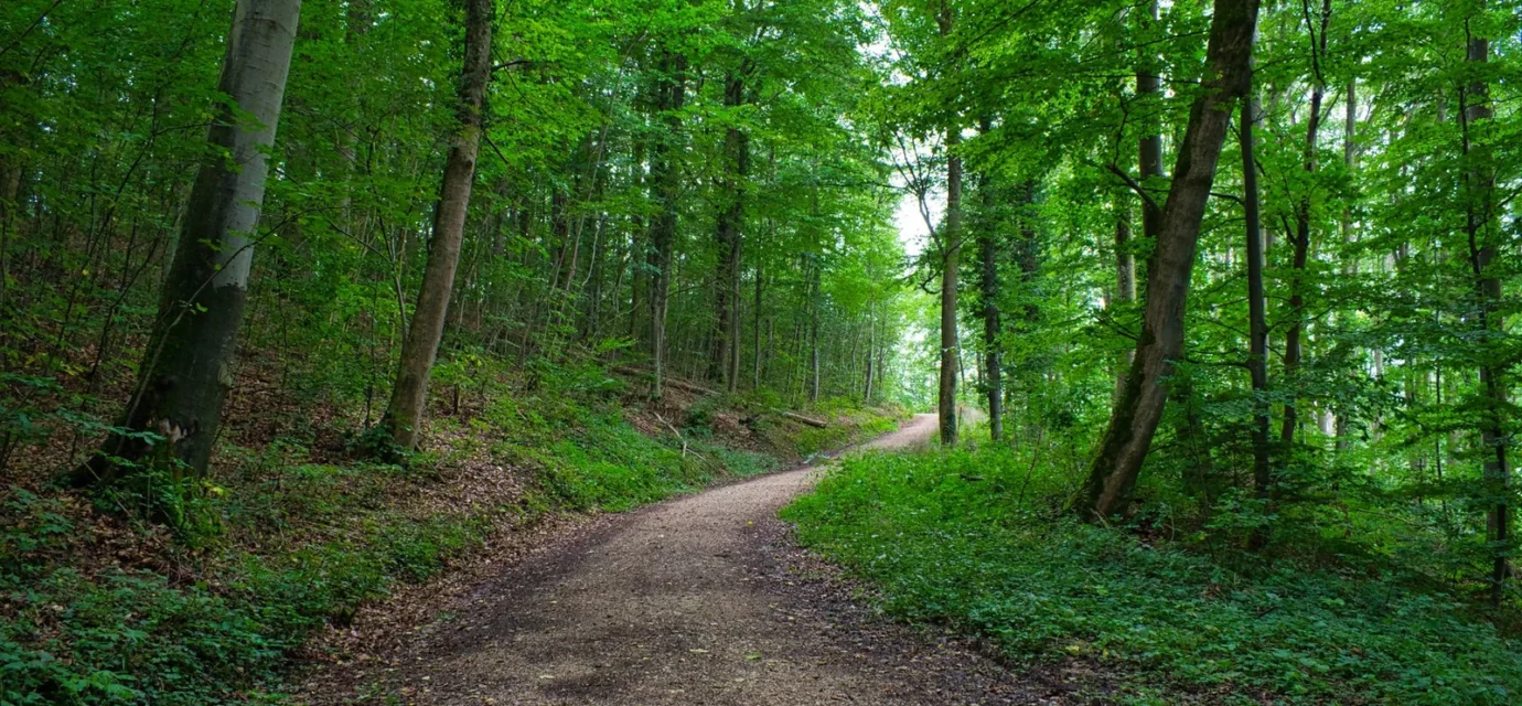 A peaceful forest trail for a forest healing trip in Korea