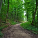 A peaceful forest trail for a forest healing trip in Korea