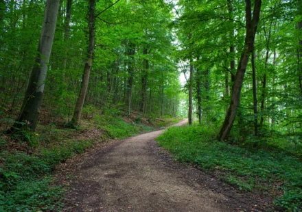 A peaceful forest trail for a forest healing trip in Korea