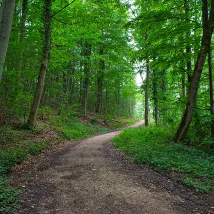 A peaceful forest trail for a forest healing trip in Korea