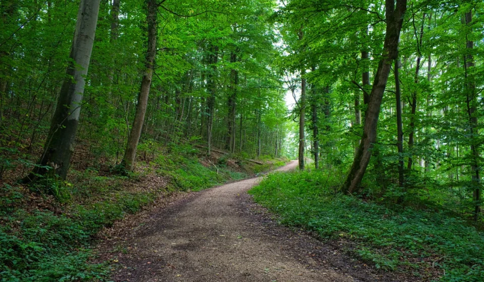 A peaceful forest trail for a forest healing trip in Korea