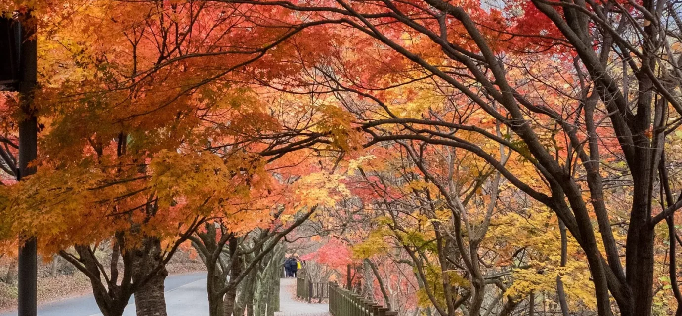 Naejangsan autumn foliage maple tree tunnel at peak season