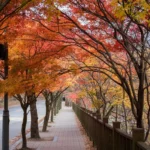 Naejangsan autumn foliage maple tree tunnel at peak season