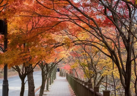 Naejangsan autumn foliage maple tree tunnel at peak season