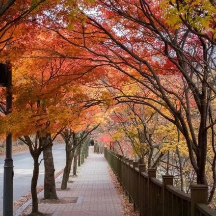 Naejangsan autumn foliage maple tree tunnel at peak season