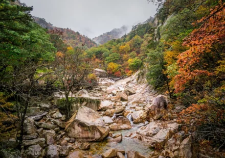 Korea autumn foliage destinations — red maple covering mountains and forests