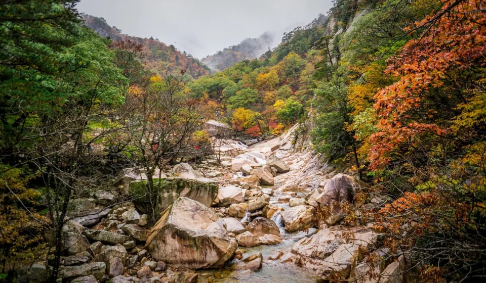 Korea autumn foliage destinations — red maple covering mountains and forests