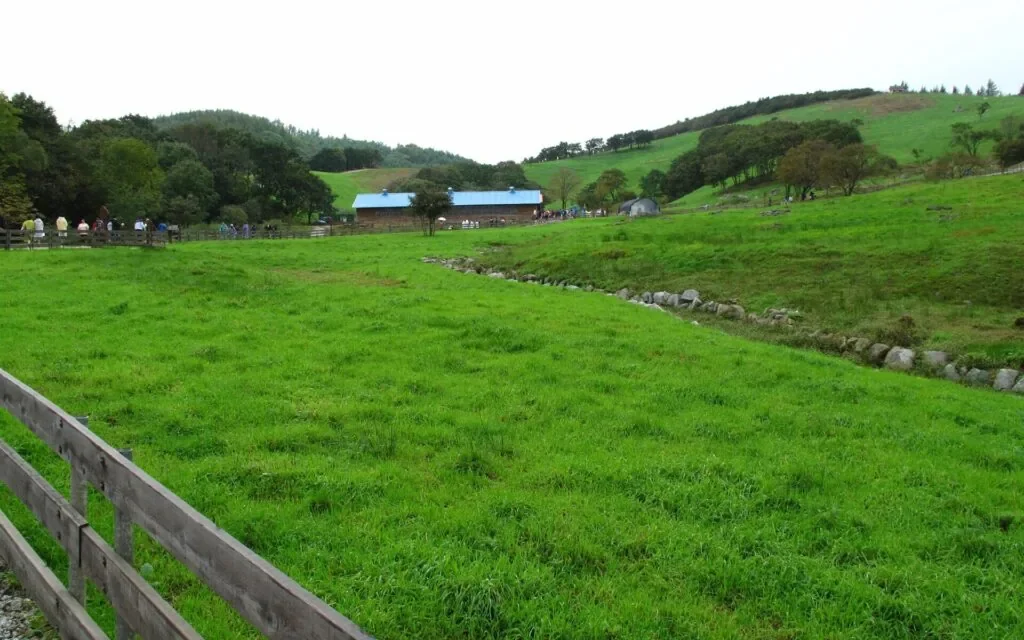 Daegwallyeong ranch course — sheep grazing on the meadow in Pyeongchang