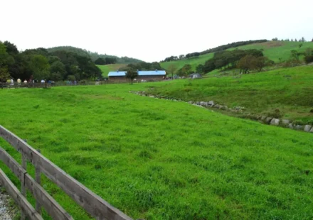 Daegwallyeong ranch course — sheep grazing on the meadow in Pyeongchang