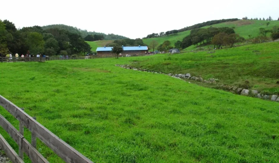 Daegwallyeong ranch course — sheep grazing on the meadow in Pyeongchang